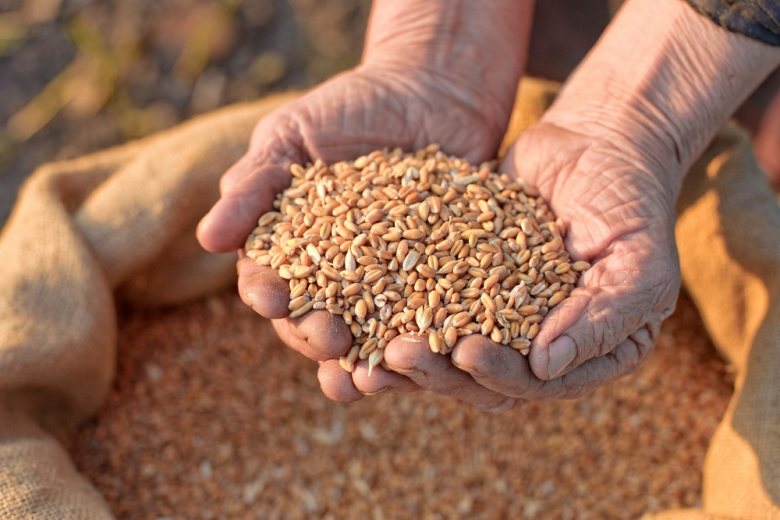 Мировые цены на зерно в ноябре упали на 1,3 процента – ФАО
